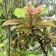 Badula grammisticta.bois de savon.primulaceae.endémique Réunion. (2).jpeg